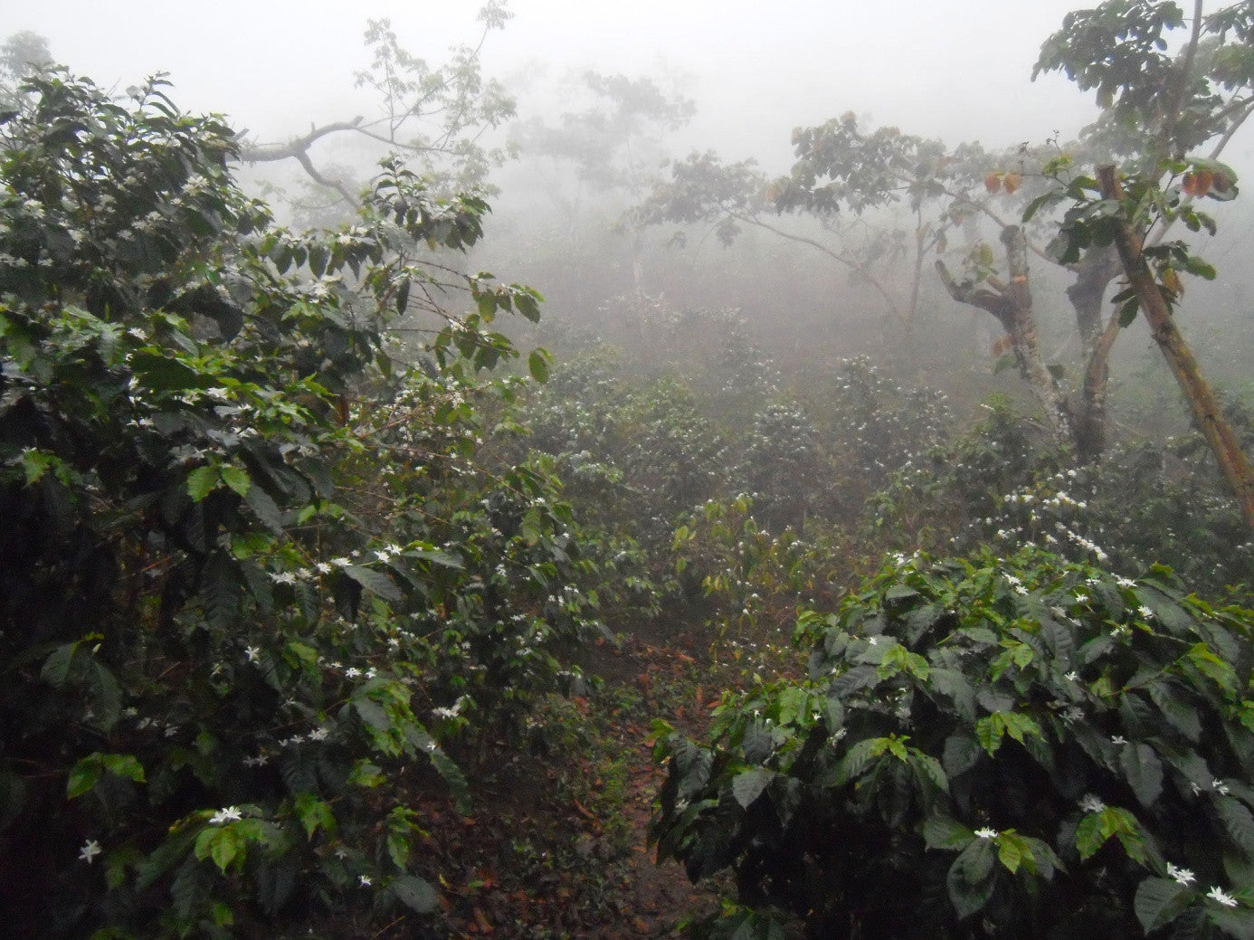 Mexican Chiapas, FTO Triunfo Verde