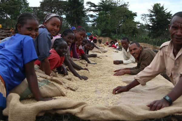 Ethiopian Shakiso (Special Reserve)