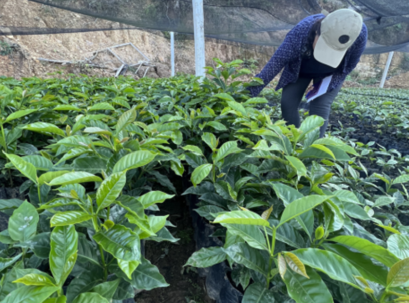 Special Reserve - Bolivian Rosita