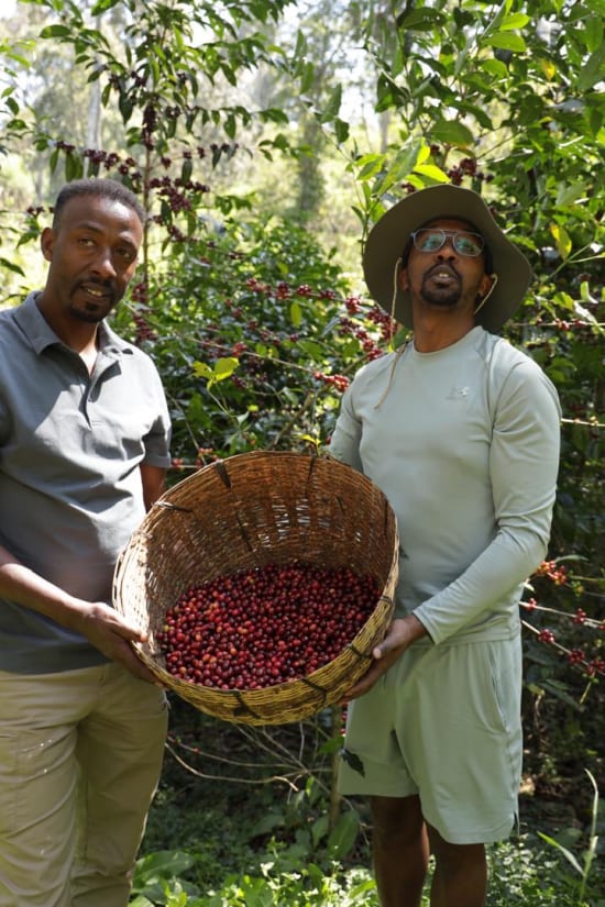 Ethiopian Guji - Organic