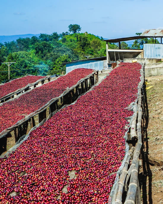 Ethiopian Guji - Organic