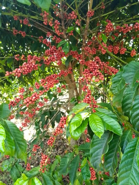 Ethiopian Guji - Organic