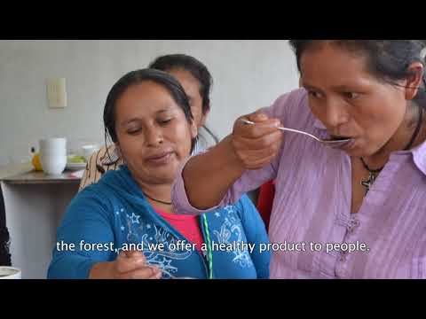 Mexican Chiapas, FTO Triunfo Verde – Mad Goat Coffee