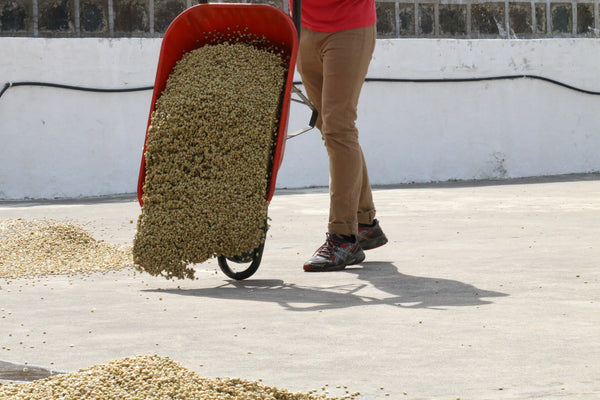 Guatemalan Huehuetenango