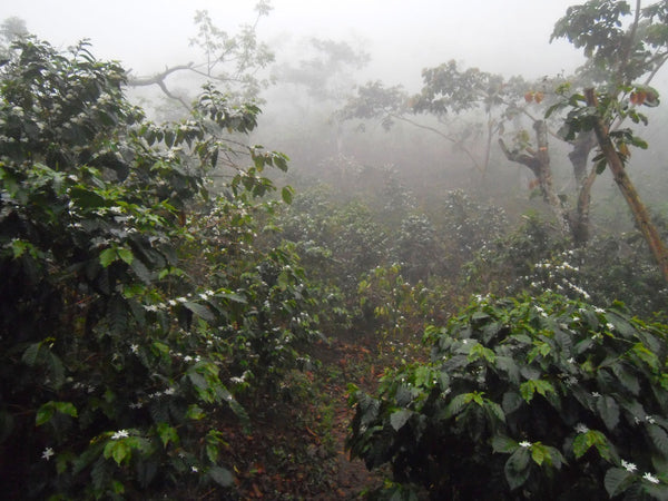Mexican Chiapas, Triunfo Verde
