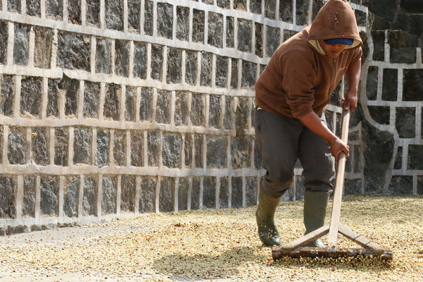 Guatemalan Huehuetenango